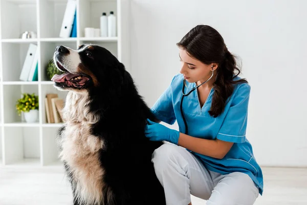 Veterinario Giovane Attento Che Esamina Dorso Del Cane Montagna Bernese — Foto Stock