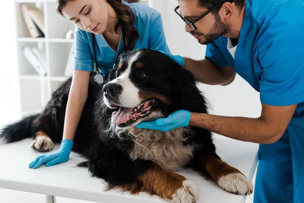 Zwei Junge Tierärzte Untersuchen Auf Dem Tisch Liegenden Berner Sennenhund — Stockfoto