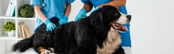 cropped view of two veterinarians examining bernese mountain dog lying on table, panoramic shot