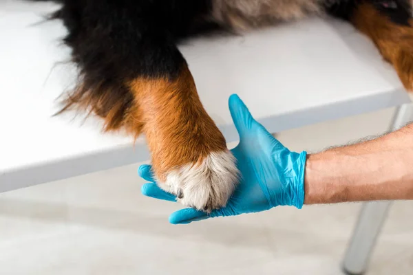 Teilansicht Des Tierarztes Der Pfote Eines Berner Sennenhundes Hält — Stockfoto