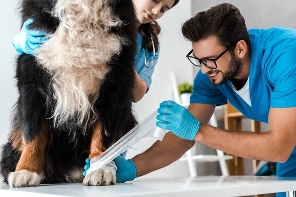 Visão Cortada Veterinário Assistente Colega Bandagem Pata Cão Montanha Bernês — Fotografia de Stock