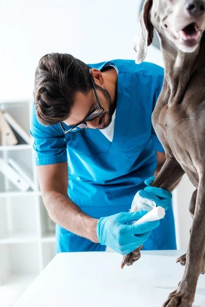 Jovem Atencioso Veterinário Bandagem Pata Cão Weimaraner Sentado Mesa — Fotografia de Stock