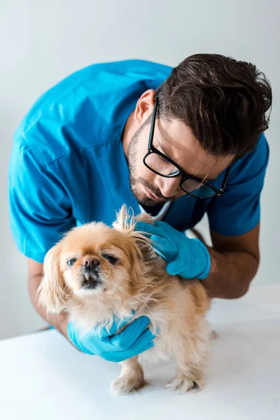 Mladý Pozorný Veterinární Lékař Zkoumá Rozkošný Pekinský Pes — Stock fotografie