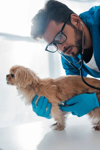 Veterinario Concentrado Examinar Perro Pekinés Con Estetoscopio —  Fotos de Stock