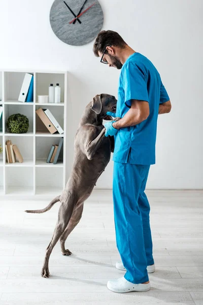 Jovem Veterinário Apoio Bonito Weimaraner Cão Nas Pernas Traseiras — Fotografia de Stock