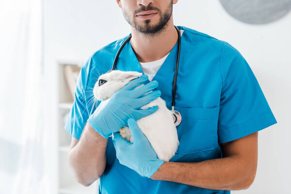 cropped view of young veterinarian holding cute white rabbit on hands