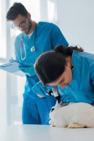 selective focus of veterinarian examining rabbit with otoscope while colleague writing prescription 