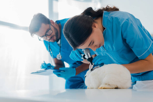 selective focus of veterinarian examining rabbit with otoscope while colleague writing prescription 