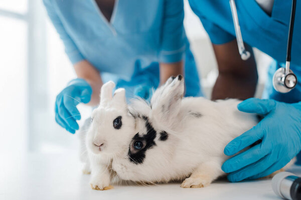 partial view of veterinarians examining two adorable rabbits on table