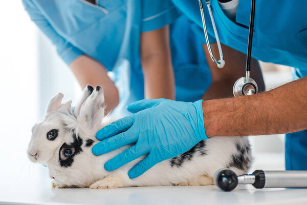 partial view of veterinarians examining two cute rabbits on table