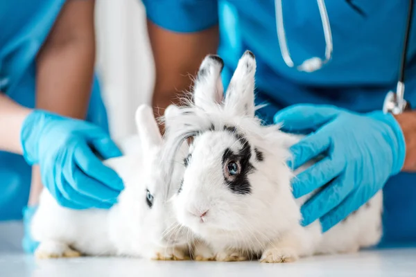 Обрізаний Вид Ветеринарів Які Вивчають Двох Милих Кроликів Столі — стокове фото