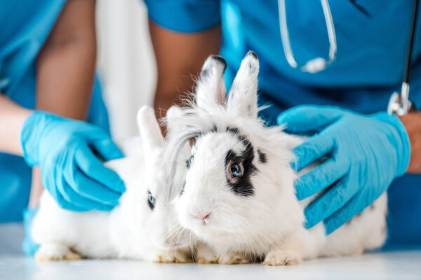 cropped view of veterinarians examining two cute rabbits on table