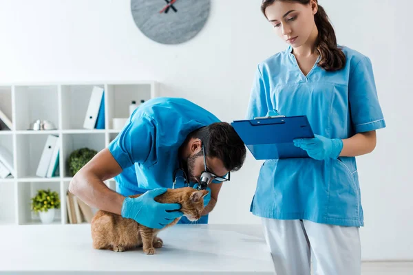 Young Veterinarian Examining Ears Red Cat Otoscope While Colleague Writing — Stock Photo, Image