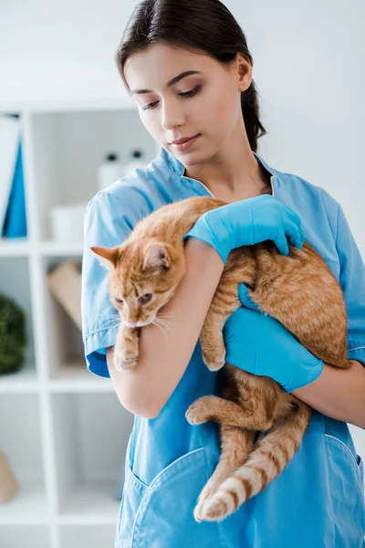 Νέα Όμορφη Κτηνίατρος Κρατώντας Χαριτωμένο Κόκκινη Γάτα Στα Χέρια — Φωτογραφία Αρχείου