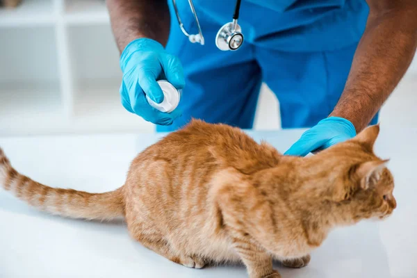 Kırmızı Tekir Kedinin Arkasına Ilaç Uygulayan Veteriner Manzarası — Stok fotoğraf
