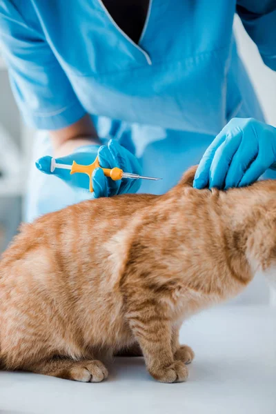 Vista Cortada Veterinário Segurando Pet Microchip Seringa Perto Gato Vermelho — Fotografia de Stock