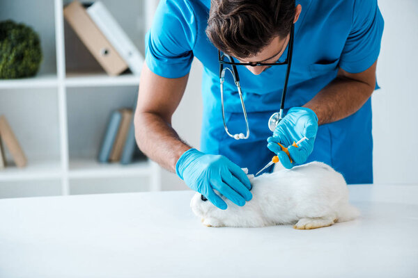 attentive veterinarian making implantation of identification microchip to cute white rabbit