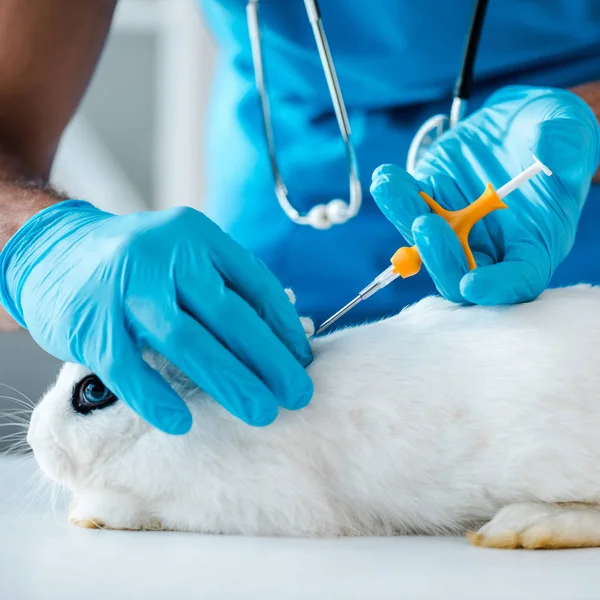 Частичное Представление Ветеринара Делающего Имплантацию Идентификационного Микрочипа Милому Белому Кролику — стоковое фото