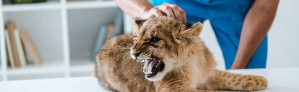 cropped view of veterinarian examining lion cub growling on table, panoramic shot