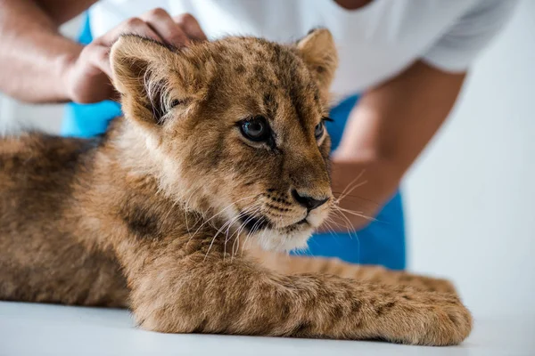 Cropped View Veterinarian Examining Adorable Lion Cub Clinic — Stock Photo, Image