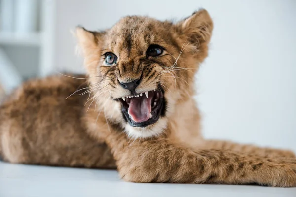 cute lion cub growling while lying on table in veterinary clinic