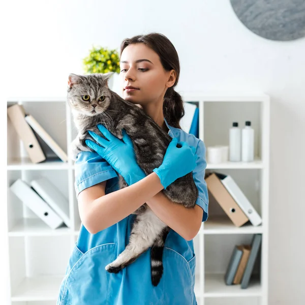 Jovem Veterinário Segurando Tabby Escocês Gato Linha Reta Mãos — Fotografia de Stock