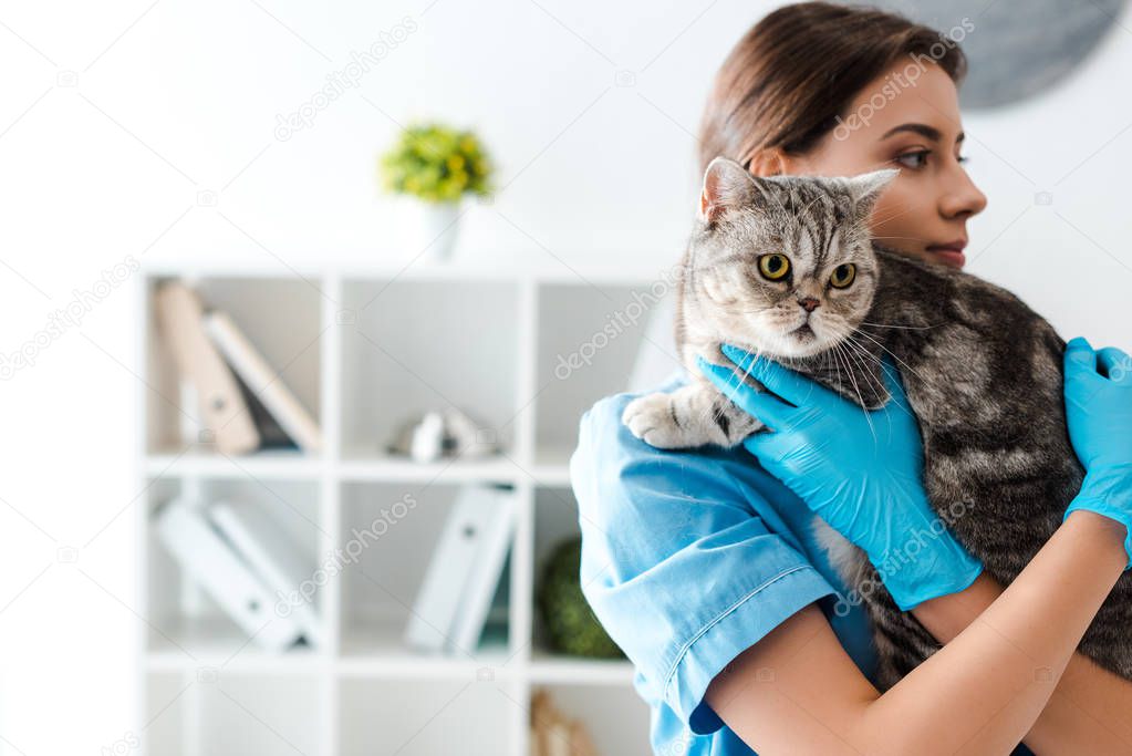 young veterinarian holding tabby scottish straight cat on hands