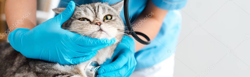 partial view of veterinarian examining tabby scottish straight cat with stethosope, panoramic shot