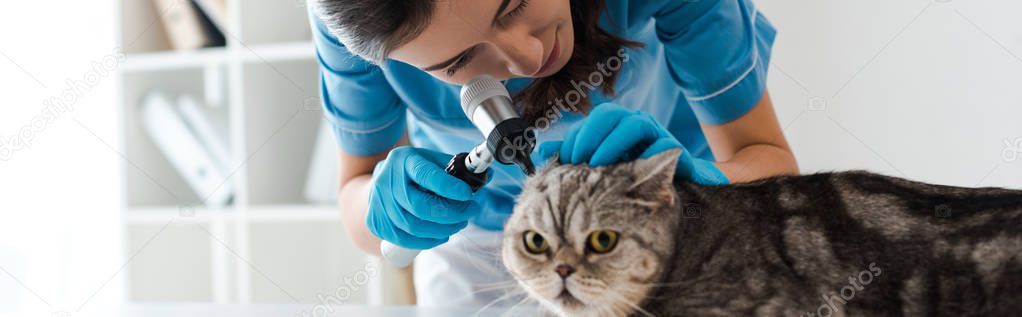 panoramic shot of concentrated veterinarian examining ears of tabby scottish straight cat with otoscope