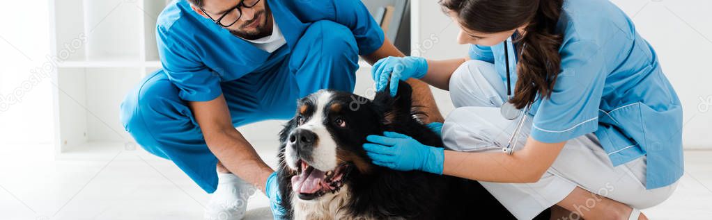 panoramic shot of two young veterinarians examining bernese mountain dog lying on floor
