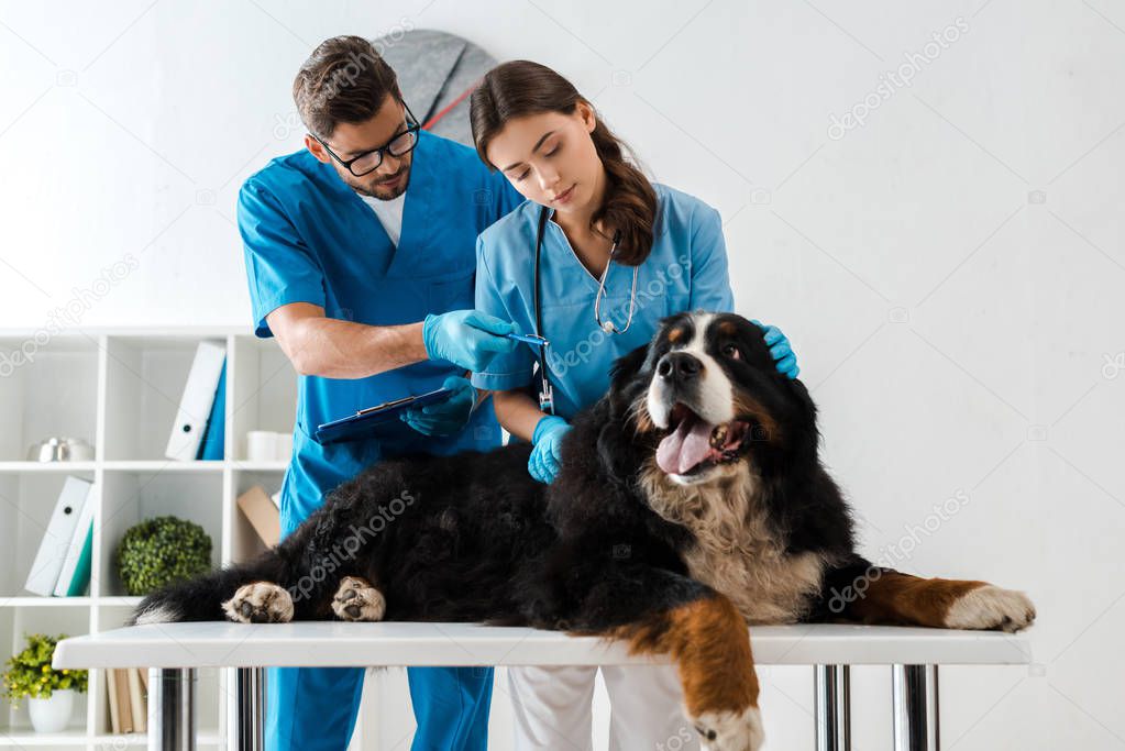 young veterinarian pointing with pen while colleague examining bernese mountain dog lying on table