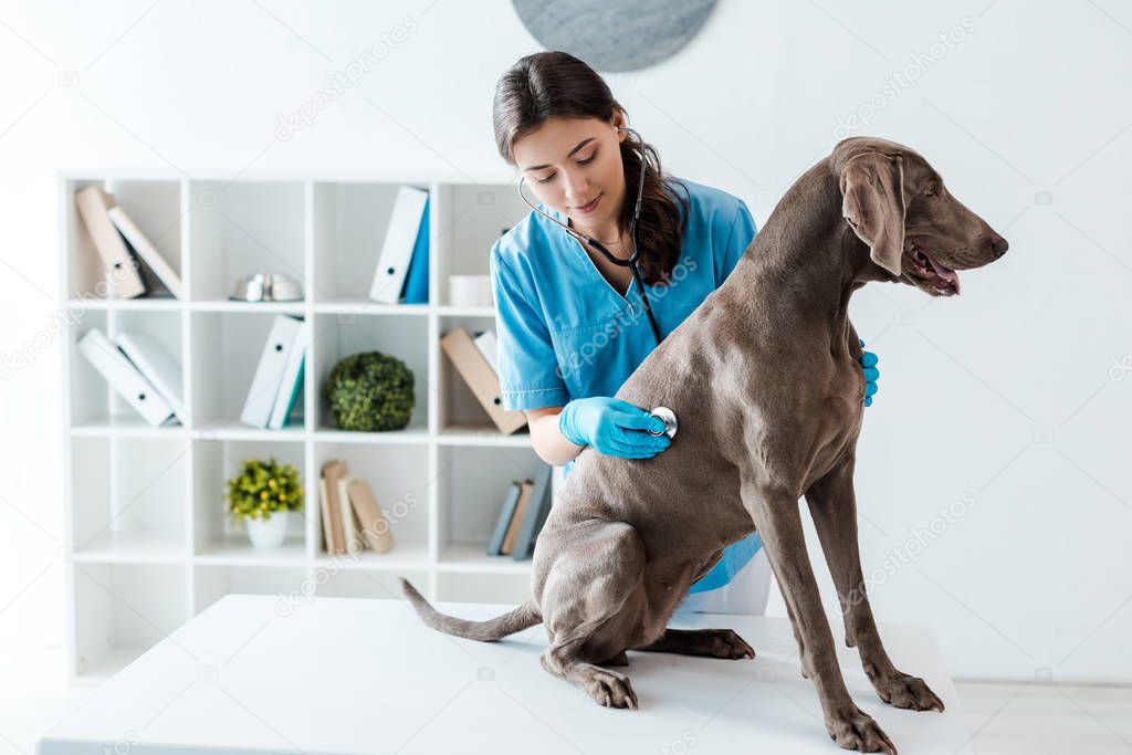 attractive, attentive veterinarian examining weimaraner dog with stethoscope