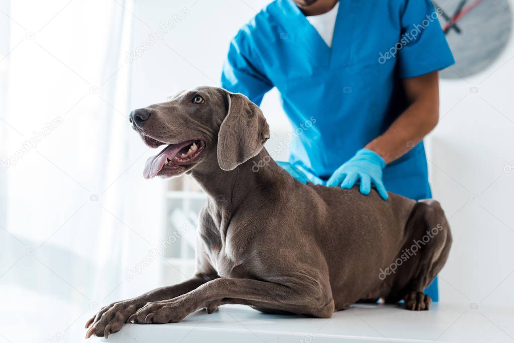 cropped view of veterinarian examining back of weimaraner dog