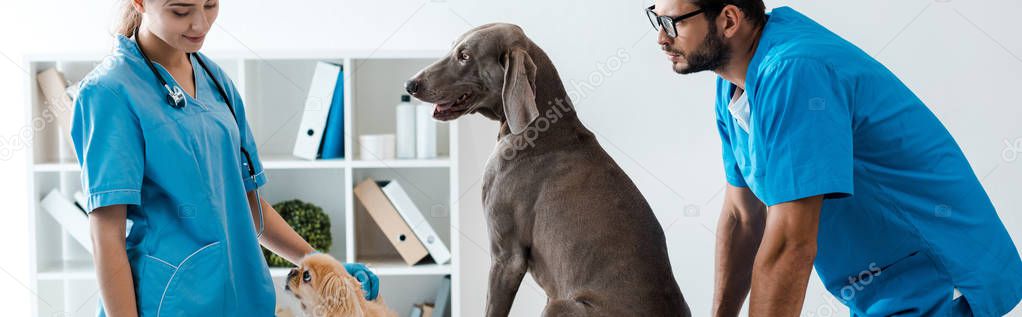 panoramic shot of two young veterinarians standing near weimaraner and pekinese dogs sitting on table