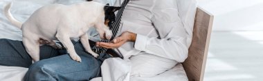 Çift ırklı iş adamının sabahleyin Jack Russell Terrier 'ı evde beslerken çekilmiş panoramik bir fotoğrafı. 
