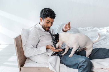 Gülümseyen iki ırklı iş adamı sabah evde Jack Russell Terrier 'i besliyor. 