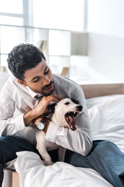 Çift ırklı iş adamı sabah Jack Russell Terrier 'a bakıyor. 
