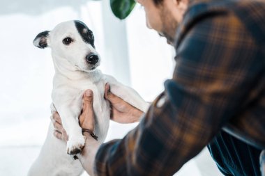 Jack Russell Terrier 'ı tutan iki ırklı adamın kırpılmış görüntüsü.