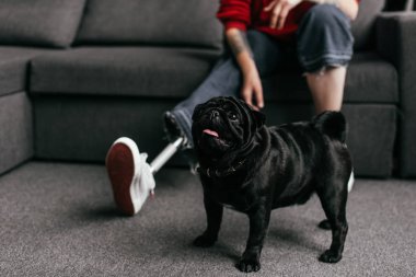  Oturma odasındaki kanepede protez bacaklı bir kadının yanındaki pug manzarası.