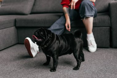Oturma odasında protez bacaklı bir kızın yanındaki pug manzarası, seçici odaklanma.