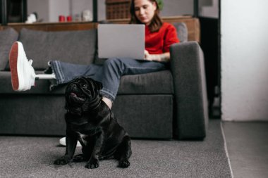 Oturma odasında protez bacağı ve dizüstü bilgisayarı olan bir kızın yanında oturan komik boksör köpeği seçici odağı.