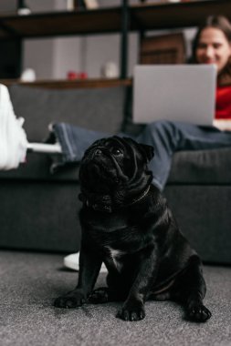 Oturma odasında protez bacağı ve dizüstü bilgisayarı olan bir kadının yanında oturan pug 'un seçici odağı