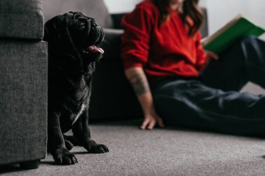 Pug 'ın oturma odasında kitap okuyan bir kızın yanında oturmasının seçici odak noktası, kırpılmış manzara.