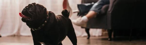 Arka Planda Protez Bacağı Olan Pug Kızın Seçici Odak Noktası — Stok fotoğraf