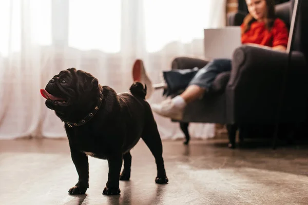 Fokus Selektif Anjing Dan Wanita Pug Dengan Kaki Palsu Dan — Stok Foto