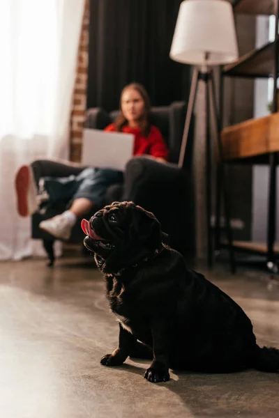 Selective Focus Pug Dog Sitting Floor Woman Leg Prosthesis Using — Stock Photo, Image