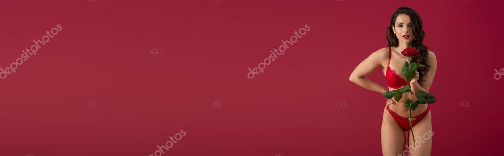 Panoramic shot of sexy girl in lingerie holding red rose while standing isolated on red — Stock Image Panoramic Shot Sexy Girl Lingerie Holding Red Rose While Standing Stock Image
