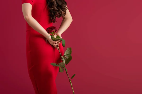 Zadní Pohled Sexy Elegantní Dívku Držící Červenou Růži Izolovanou Červené — Stock fotografie