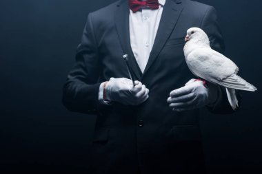 cropped view of magician holding dove and wand isolated on black clipart