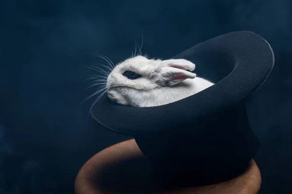 White Rabbit Sitting Hat Stool Dark Room Smoke — Stock Photo, Image